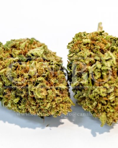 Cannabis legale Northern Light - L'erba proibita